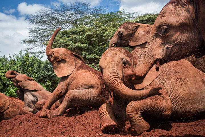 visit sheldrick elephant orphanage nairobi